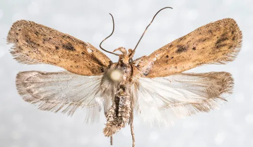 Agonopterix pergandeella
