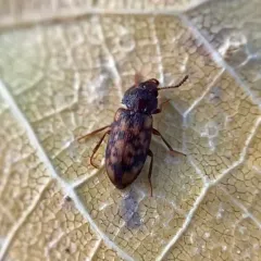 Multi-spotted Hairy Fungus Beetle thumbnail 4