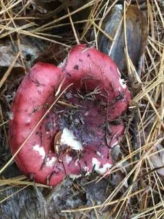 Blackish-red Russula thumbnail 2