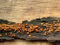 Trichoderma atroviride thumbnail 2