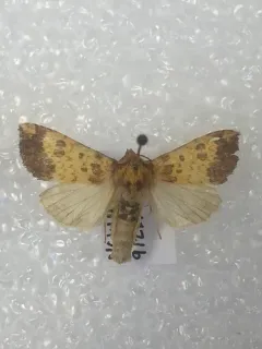Wild Rye Borer Moth thumbnail 2
