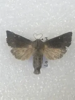 giant sunflower borer moth thumbnail 4