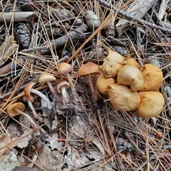 False Funeral Bell thumbnail 1