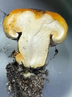 Hygrophorus subsalmonius thumbnail 3