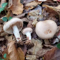 Pholiota lenta thumbnail 3
