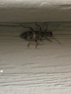Cymatodera undulata thumbnail 3