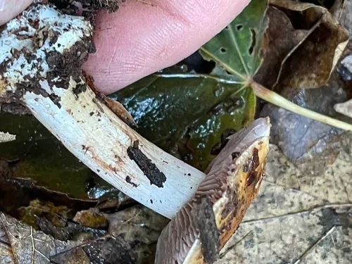 Calonarius jardinensis