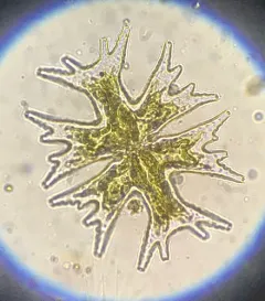Micrasterias mahabuleshwarensis thumbnail 2