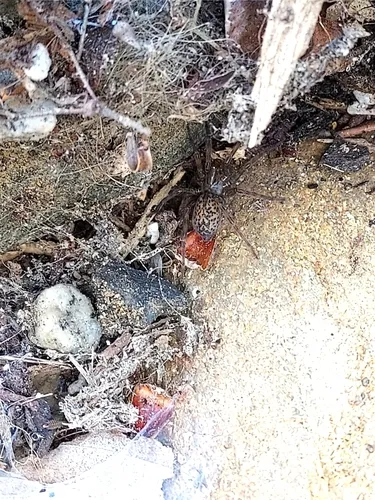 Coras medicinalis
