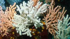 Calcigorgia spiculifera thumbnail 4