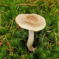 Tricholoma aestuans thumbnail 2