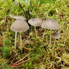 Mycena griseoviridis thumbnail 3