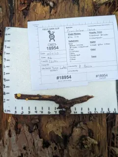 Crucibulum parvulum thumbnail 3