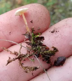 Lentil Shanklet thumbnail 4
