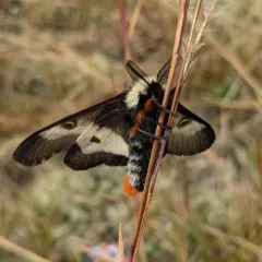 Coastal Barrens Buck Moth thumbnail 4