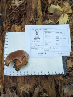 Hertzogia martiorum thumbnail 2