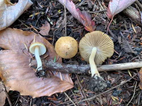 Inocybe hirtella