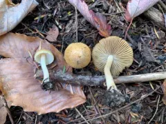 Inocybe hirtella thumbnail 1