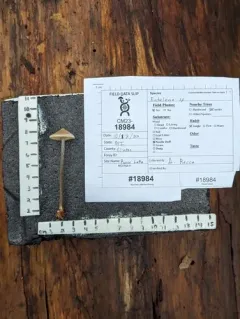 Entoloma alboumbonatum thumbnail 3