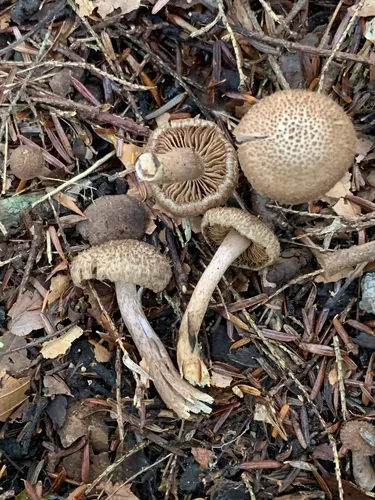 Inocybe obscuroides