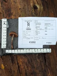Cortinarius hirtus thumbnail 3