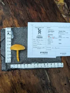 Tricholomopsis flammula thumbnail 3
