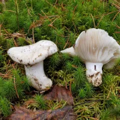 Hygrophorus ponderatus thumbnail 1