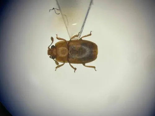 Epuraea umbrosa