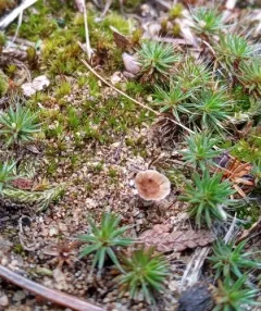 stalked rosette thumbnail 2