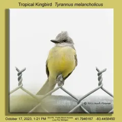 Tropical Kingbird thumbnail 3