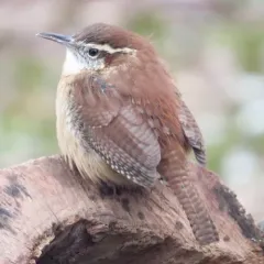 Carolina Wren thumbnail 3