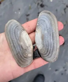 Propellerclam thumbnail 1