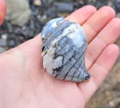 Ten-ridged Whelk thumbnail 1
