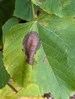 Linden Leaf Blotch thumbnail 2