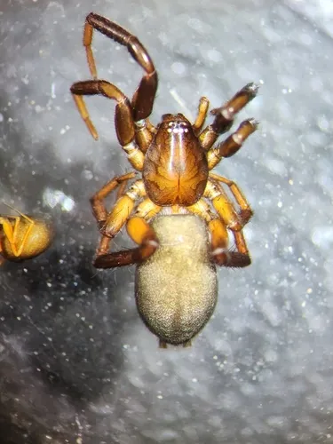 Drassyllus depressus