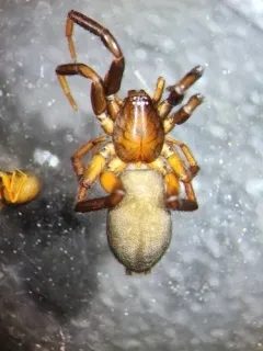 Drassyllus depressus thumbnail 1