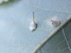 Caryomyia inclinata thumbnail 2