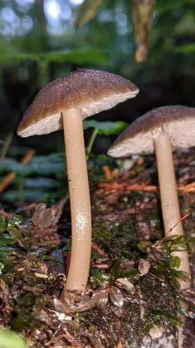 Entoloma exalbidum