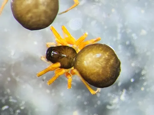 Entelecara acuminata
