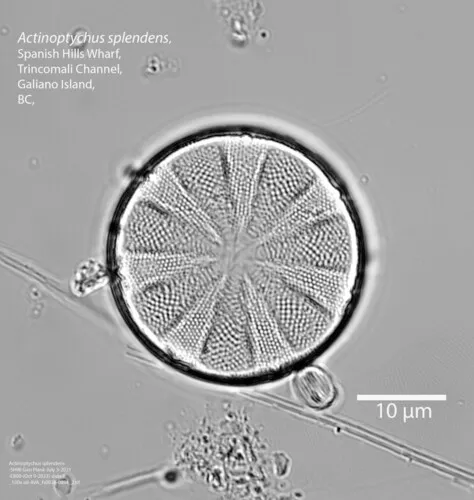 Actinoptychus splendens