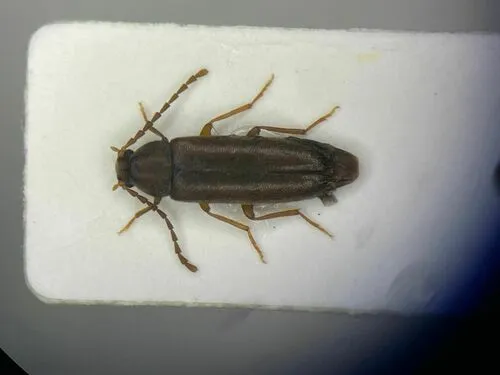 Scotochroides antennatus