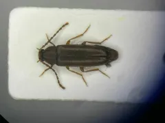 Scotochroides antennatus thumbnail 1