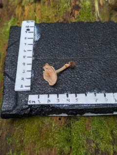 Rhodocollybia asema thumbnail 2