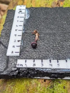 Mycena pearsoniana thumbnail 3