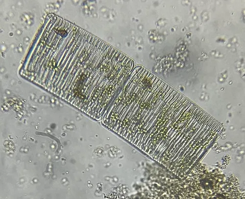 Rhabdonema adriaticum