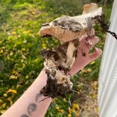 Pavement Mushroom thumbnail 4