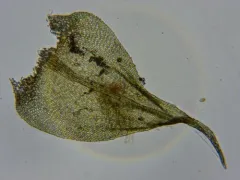fern-leaved hook-moss thumbnail 4