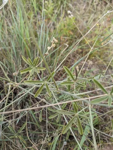 palmleaf Indian breadroot