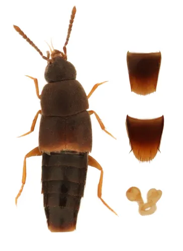 Myllaena ludificans
