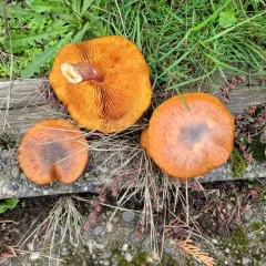 Yellow-gilled Gymnopilus thumbnail 4